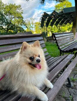 Deckrüde Kleinspitz - Bretten