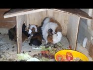 Junge Meerschweinchen suchen bald - Plüderhausen