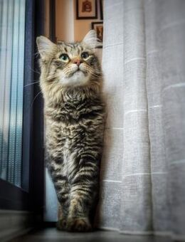 Zwei Kater suchen ein liebevolle Heimat - Rambin