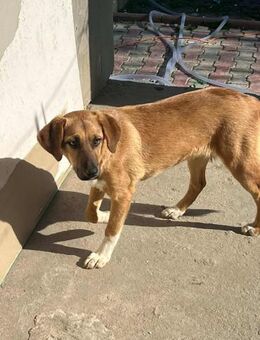 Süße KARLA sucht liebes Zuhause - Neuberg