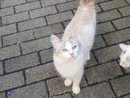 Katzendamen in liebevolle Hände abzugeben - Germersheim