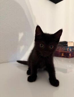 4 kitten suchen ab sofort neues zuhause! - Höxter