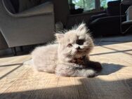 BKH BLH Britisch Kurzhaar Langhaar Kitten abzugeben - Tettau (Brandenburg)