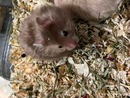 Teddyhamster Babys - Remseck (Neckar) Remseck