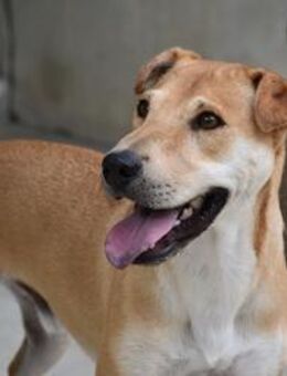 Diego fröhlicher Junghund Mr - Ludwigshafen (Rhein)