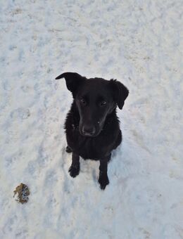 Theo oh Theooo , wer gibt ihm ein warmes Körbchen - Colbitz