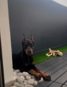 Dobermann Welpe - Dormagen