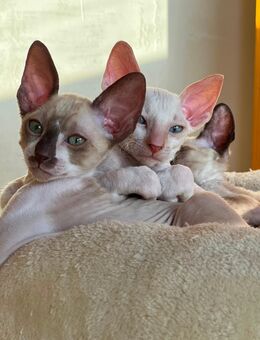 Bezaubernde Cornish Rex Kitten mit Papieren - Zwickau