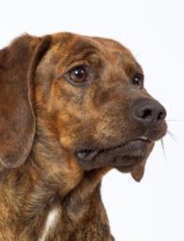 💙Picchio - in Deutschland in Pflege - Würzburg