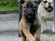 X-Malinois Hündin aus KNPV-Zucht sucht tolles, sportliches Zuhause - Albstadt