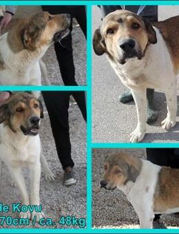 Kovu großer Tornjak Mischling Rüde - Margetshöchheim