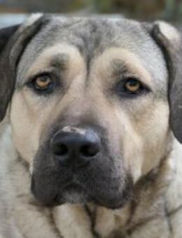 Unsere liebe Kaly 💕 sucht.... - Kallmünz