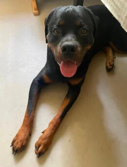 Rottweiler Rüde 11 Monate nur in liebevolle erfahrene Hände - Berlin Mitte