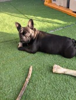 Französische Bulldogge Luna - Amtzell