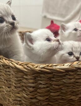 Süße Katzenbabys - Eschweiler
