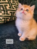 Zwei süße Baby Katzen und ein Baby Kater suchen ein liebevolles Zuhause in 10965