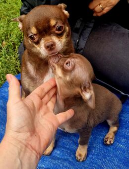 Chihuahua - Berlin