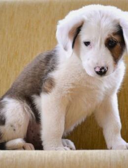 Ouzo - auf der Suche nach großer Liebe - Mettmann