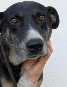 🐾Leyla eine treue Freundin fürs Leben - Schlitz