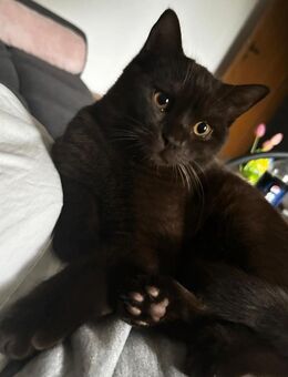 BKH Kater - Heilbronn