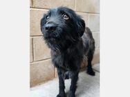 Gaia - kleine Black Beauty sucht Zuhause - Freudenstadt