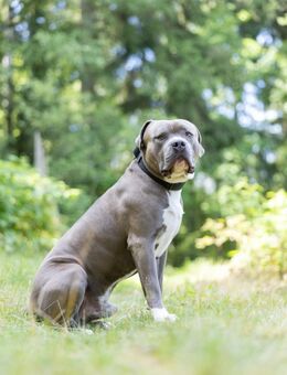 American Bully XL Deckrüde - Lößnitz