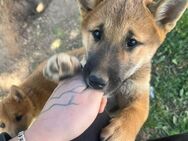 Reinrassige shiba inu welpen - Hürtgenwald