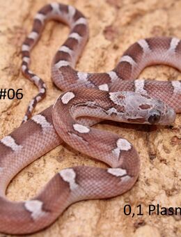 Kornnatter Jungtiere NZ 2025 Bloodred + Lavender - Lüneburg