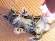 4 süße getigerte und marmorierte Kätzchen abzugeben 12 Wochen alt - Ergersheim