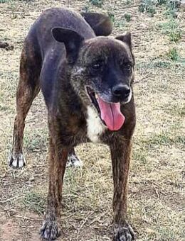 Elettra ,Frohnatur, möchte eine Familie - Untergriesbach