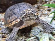 Wasserschildkröten/Moschusschildkröten mit tollem Aquarium - Stolberg (Rheinland, Kupferstadt)