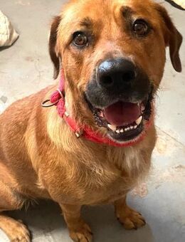 GANESH - Traumplatz für Traumhündin..... - Kempen