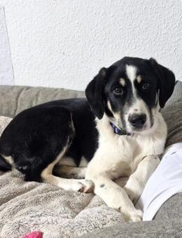 Avi, lieb, katzenfreundlich, sozial - Seefeld (Bayern)