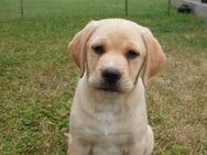Labrador-Mix Welpe weiblich - Günstedt