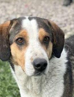 Rüde Pavarotti sucht liebe Menschen - Neuhausen (Fildern)