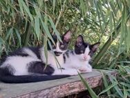 Kitten suchen ein liebevolles neues Zuhause - Bergneustadt