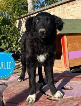 Charlie ein braver Engel - Flörsheim-Dalsheim