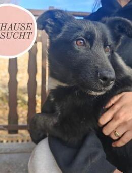 Süßling ECHO sucht seine forever family - Saarbrücken