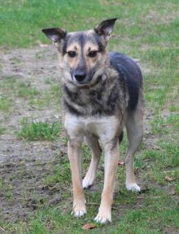 Maja - wo darf ich Zuhause sein? - Elmshorn