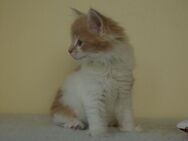 zuckersüße reinrassige Maine Coon Kitten - Dresden