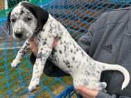 Goldendoodle Dalmatiner Welpen - Wittingen