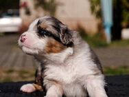 Australian Shepherd Welpen