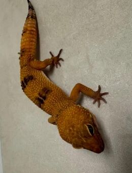 Leopardgecko Männchen 1 Jahr alt - Friedberg (Hessen)