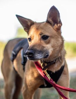 Szamoca, Angsthäschen, 3J, 45 cm - Vaterstetten