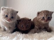 3 reinrassige BKH Kitten suchen ein neues Zuhause - Augsburg