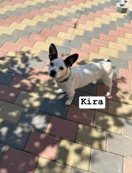 Kira - gelungene Mischung Boston T. - Berlin