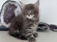 Wunderschönes Maine Coon Kitten in Blue Tabby - Kirchheim (Neckar)