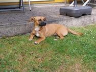 Nelly - liebes Welpenmädchen - Höchst (Odenwald)