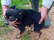 Freundlicher Jack Gnadenadoption! - Berlin