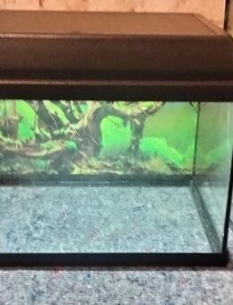 Kleines Aquarium mit Abdeckung + Beleuchtung. - Essen